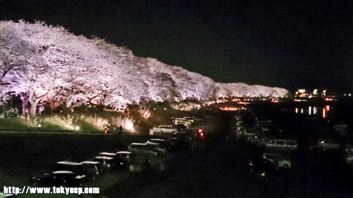 130406sakura01.jpg