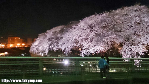 130406sakura02.jpg
