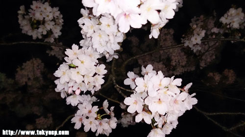 130406sakura03.jpg