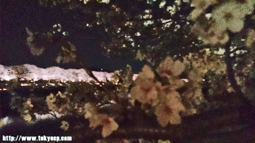 130406sakura04.jpg